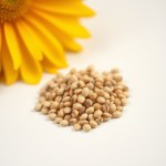 Dimorphotheca Gold Seeds