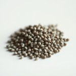 Phlox Seeds