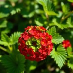 Ageratum (Floss Flower) Seeds