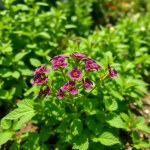Ageratum (Floss Flower) Seeds