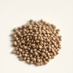 Ageratum (Floss Flower) Seeds