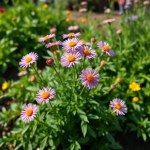 Aster Seeds