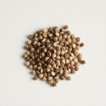 Aster Seeds