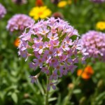Flax Flower Seeds