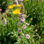 Flax Flower Seeds