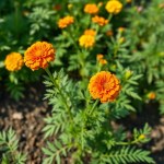 Marigold Seeds