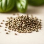 Basil Seeds