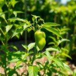 Mixed Color Pepper Seeds (20 Seeds)