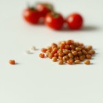 Imported Cherry Crimson Tomato Seeds (10 Seeds)
