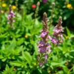 Sage Herb Seeds (30 Count)