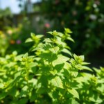 Imported Melissa Balm Seeds (20 Seeds)