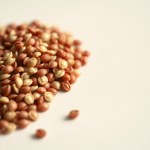 Imported Dutch Tomato Seeds (10 Seeds)