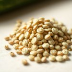 Imported American Cucumber Seeds (10 Seeds)