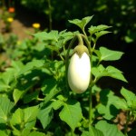 White Eggplant F1 Seeds 20