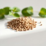 Stevia Seeds 50
