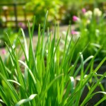 Leek Seeds for Home Gardening