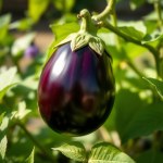 Roman Eggplant Seeds