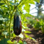 Roman Eggplant Seeds