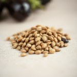 Roman Eggplant Seeds
