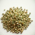 Mustard Seeds