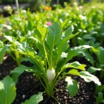 White Radish Seeds