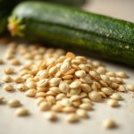 Alexandrian Zucchini H1