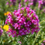 Rosemary 50 Seeds