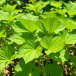 Molokhia Seeds for Home Gardening
