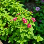 Mint Seeds 200 Seeds
