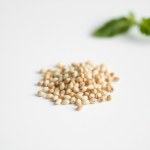 Mint Seeds 200 Seeds