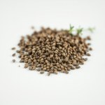 Local Thyme Seeds