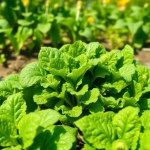 Leafy Greens Seeds Set