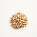 Roystonea regia Palm Seeds – Royal Palm