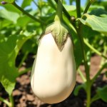 White Eggplant Bride Seeds