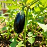 Black Eggplant Bride Seeds