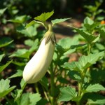 White Italian (Rumi) Eggplant Seeds
