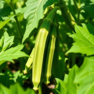 Green Okra Seeds