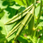 بذور البامية الخضراء الطويلة (Long Green Okra Seeds)