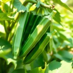 بذور البامية الفرنساوي زيرو (French Okra Zero Seeds)