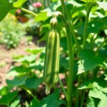 بذور البامية الفرنساوي زيرو (French Okra Zero Seeds)