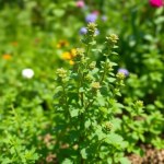 Marjoram Seeds