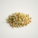 Green Onion Seeds