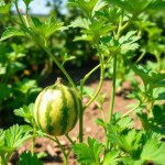 Round Watermelon Seeds 20 Seeds