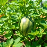 Striped Austrian Watermelon Seeds 10 Seeds