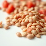 Striped Austrian Watermelon Seeds 10 Seeds