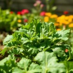 Local Arugula Seeds