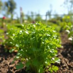بذور الجرجير الفرنساوي (French Arugula Seeds)