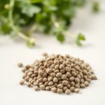 بذور الجرجير الفرنساوي (French Arugula Seeds)