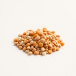 Yellow Carrot Seeds