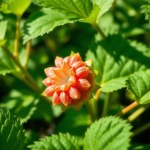 بذور الخبيزة (Mallow Seeds)